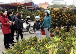 VIDEO: Thị trường hoa cây cảnh phục vụ Tết bắt đầu sôi động